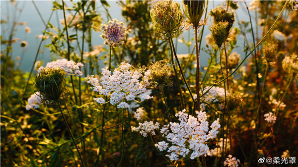 【圖說(shuō)淮南】——墻頭雨細垂纖草，水面風(fēng)回聚落花