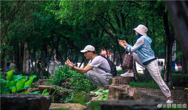 【圖說(shuō)淮南】——龍湖公園荷花開(kāi)了！曲橋荷韻美如畫(huà) ~