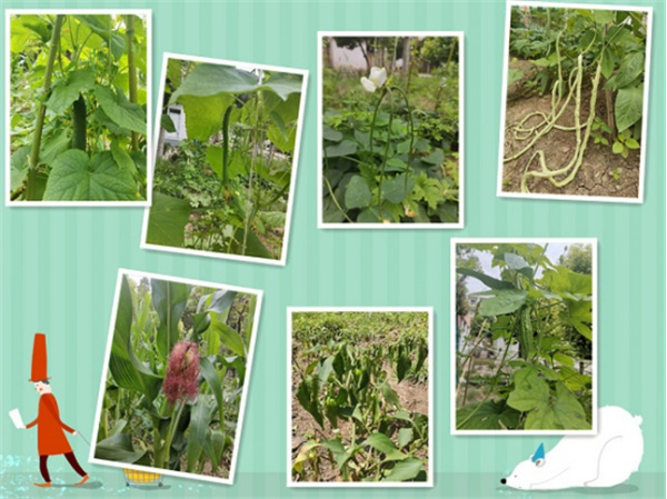 淮南：翠瓜伴蟬鳴，長(cháng)角尋蛙歡 ----淮南十一中勞動(dòng)教育碩果累累