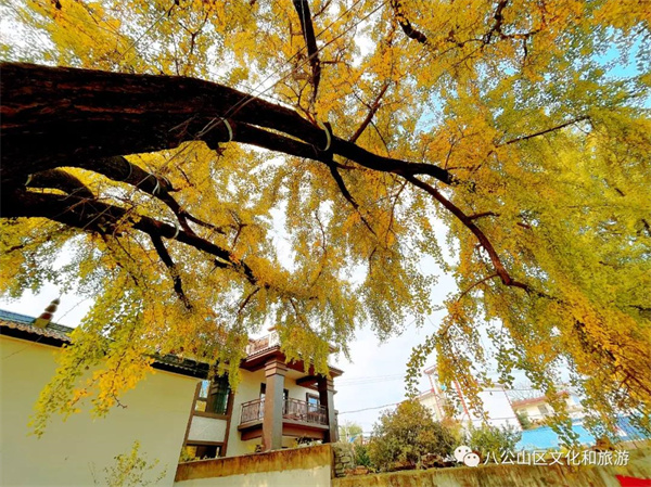【圖說(shuō)淮南】—— 閃沖千年銀杏葉漸黃，最佳賞景時(shí)節將至