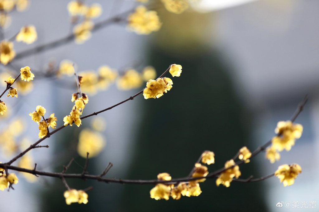 【圖說(shuō)淮南】——淮南的梅花開(kāi)了！快來(lái)看看！