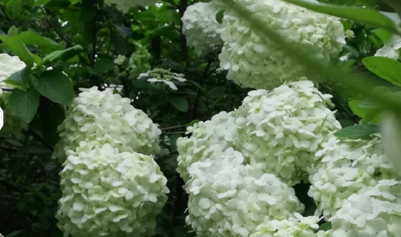 【圖說(shuō)淮南】——2022年的淮南繡球花一定不能錯過(guò)！