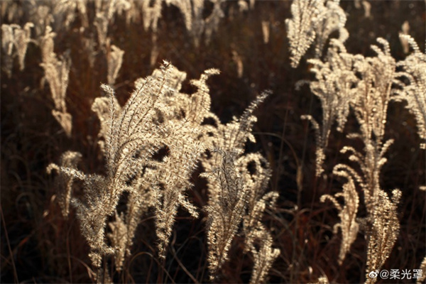 【圖說(shuō)淮南】—— 人民公園冬景