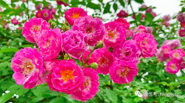 五一游玩好去處焦崗湖月季花會(huì )即將開(kāi)幕