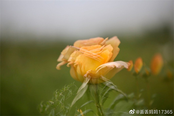 【圖說(shuō)淮南】——只道花無(wú)十日紅，此花無(wú)日不春風(fēng)