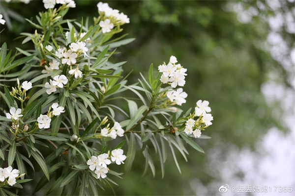 【圖說(shuō)淮南】——記錄麥收季節
