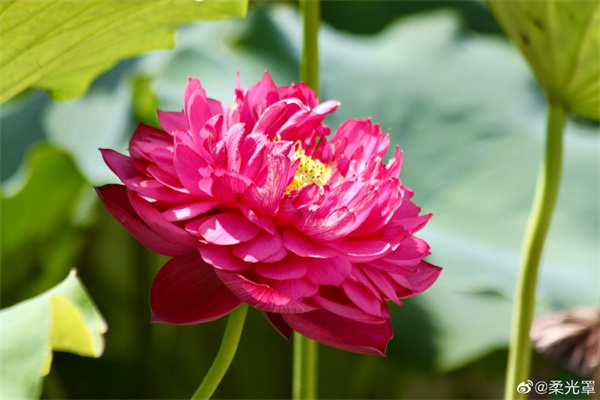 【圖說(shuō)淮南】——秀色掩今古，荷花羞玉顏。