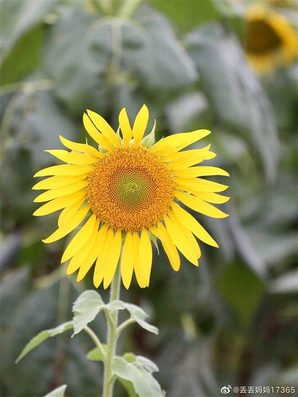 【圖說(shuō)淮南】——更無(wú)柳絮因風(fēng)起，惟有葵花向日傾