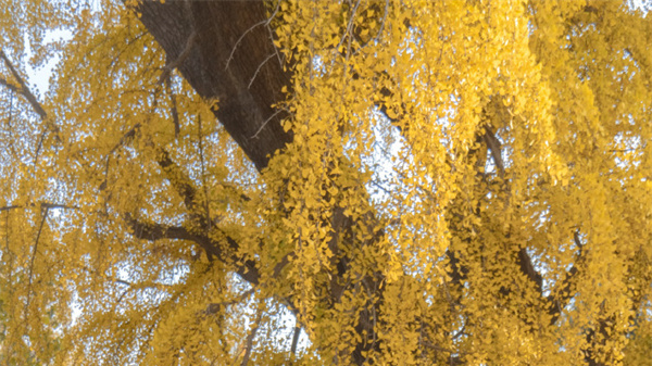 【圖說(shuō)淮南】——報恩禪寺的銀杏