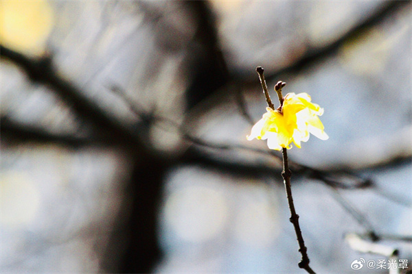 【圖說(shuō)淮南】——承恩不在貌，誰(shuí)敢斗香來(lái)