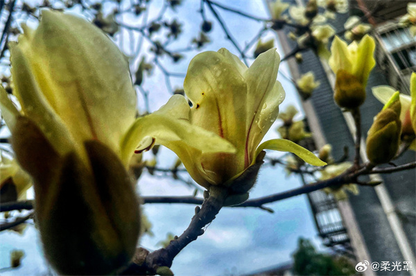 【圖說(shuō)淮南】——凈若清荷塵不染，色如白云美若仙  ???