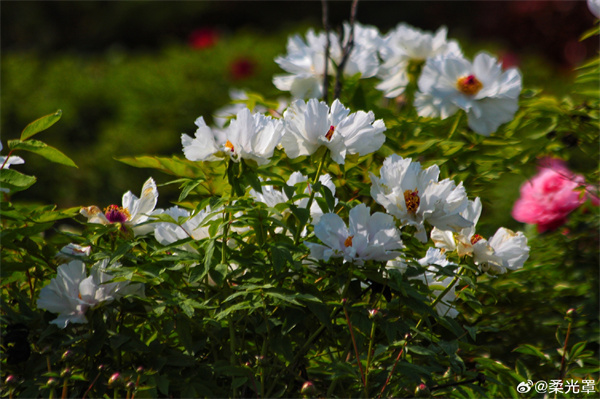 【圖說(shuō)淮南】——牡丹花品冠群芳，況是其間更有王