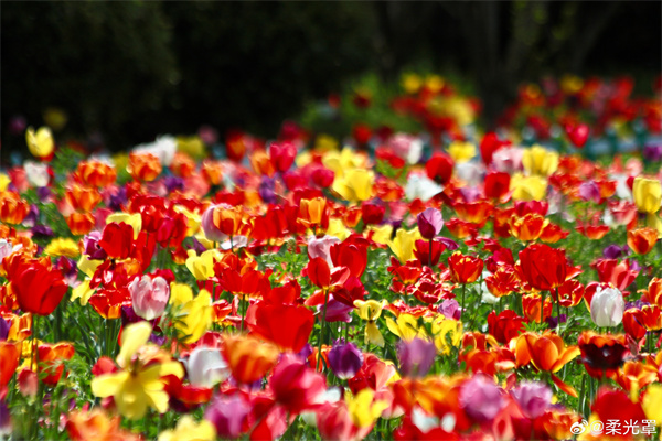【圖說(shuō)淮南】——四月清和雨乍晴，南山當戶(hù)轉分明