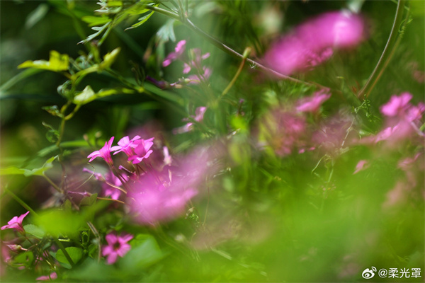 【圖說(shuō)淮南】——高閣客竟去，小園花亂飛