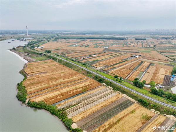 【圖說(shuō)淮南】——暖日烘晴麥正秋，麥田高下五分收