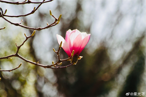 【圖說(shuō)淮南】——朱砂一點(diǎn)，儀態(tài)萬(wàn)千